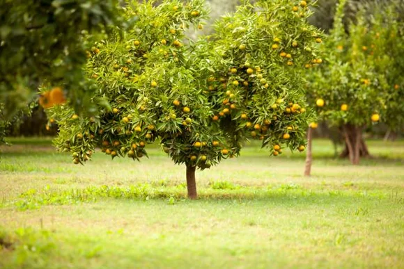 Orangenbäume auf einer grünen Wiese